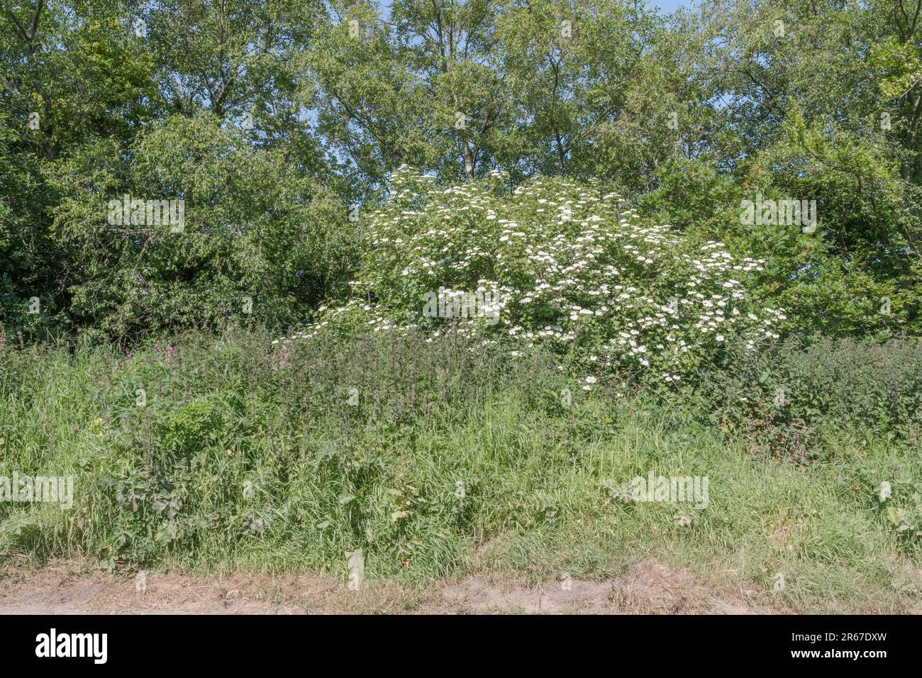 Fioritura Guelder Rosa / Viburnum opulo arbusto crescere in un hedgerow (vedi note). Le bacche possono essere mangiate una volta cucinate ed ex pianta medicinale di erbe. Foto Stock