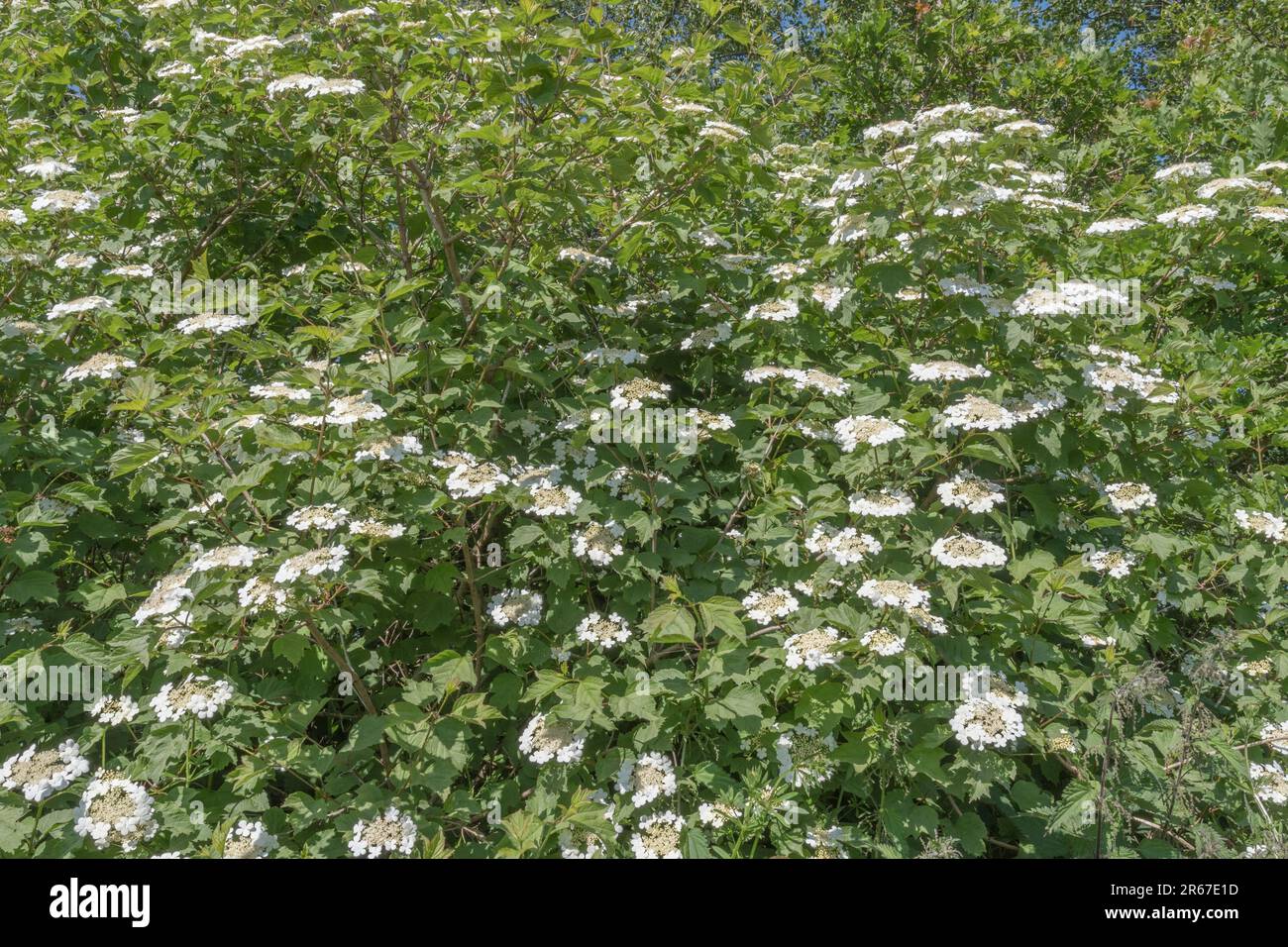 Fioritura Guelder Rosa / Viburnum opulo arbusto crescere in un hedgerow (vedi note). Le bacche possono essere mangiate una volta cucinate ed ex pianta medicinale di erbe. Foto Stock