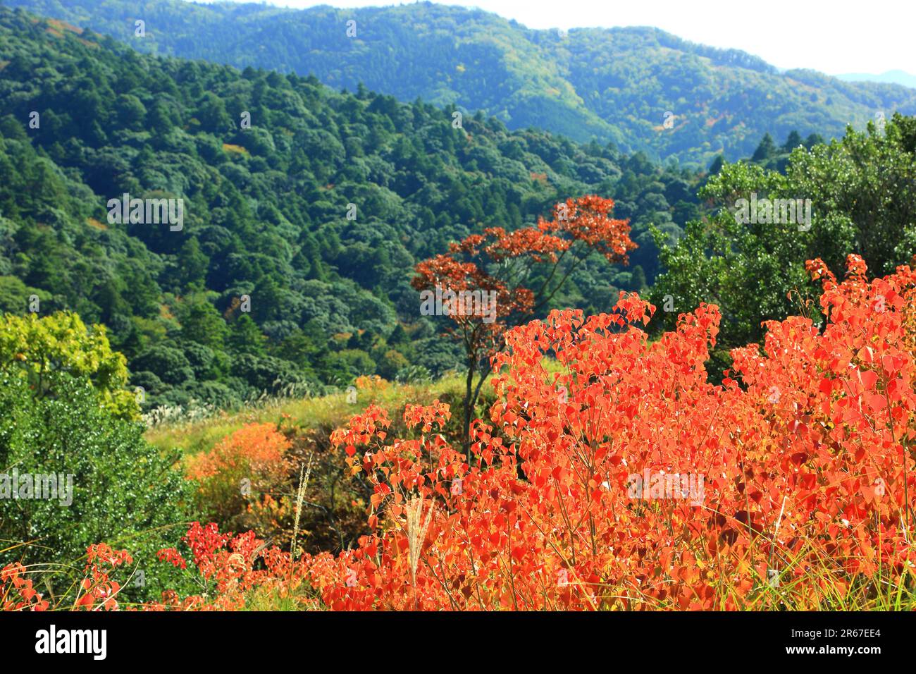 Mt. Wakakusa e Kasuga-yama primival foresta in autunno Foto Stock