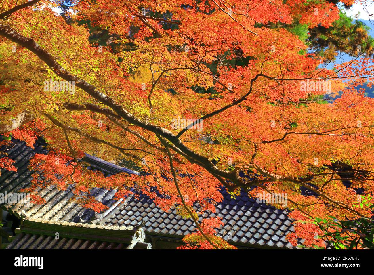 Lascia Long Valley Temple Foto Stock