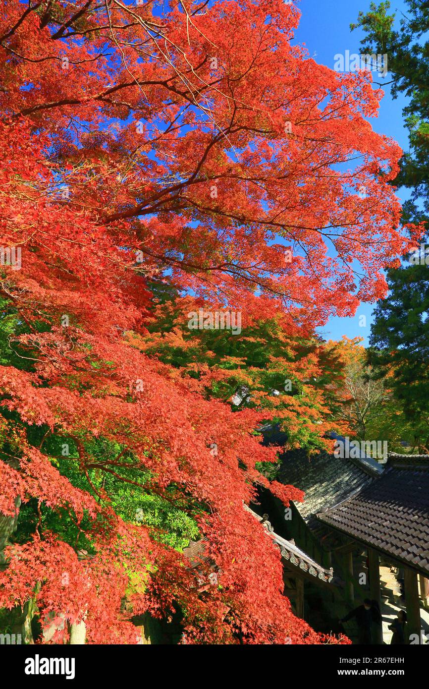 Lascia Long Valley Temple Foto Stock