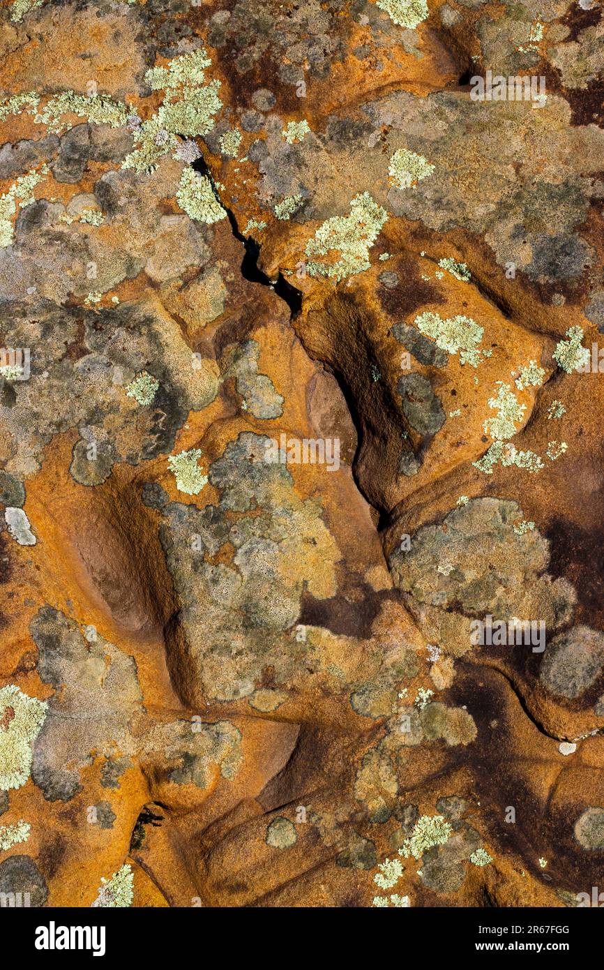 Licheni su arenaria rossa nelle Pocono Mountains della Pennsylvania Foto Stock