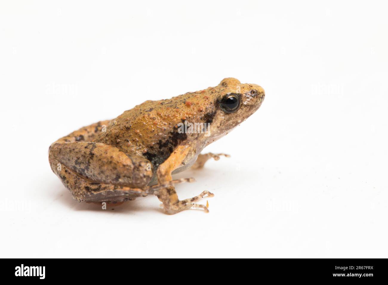 Rana di riso Giava, rana di Corano Giavanese, rana a bocca stretta Microhyla achatina Giavanese isolata su sfondo bianco Foto Stock