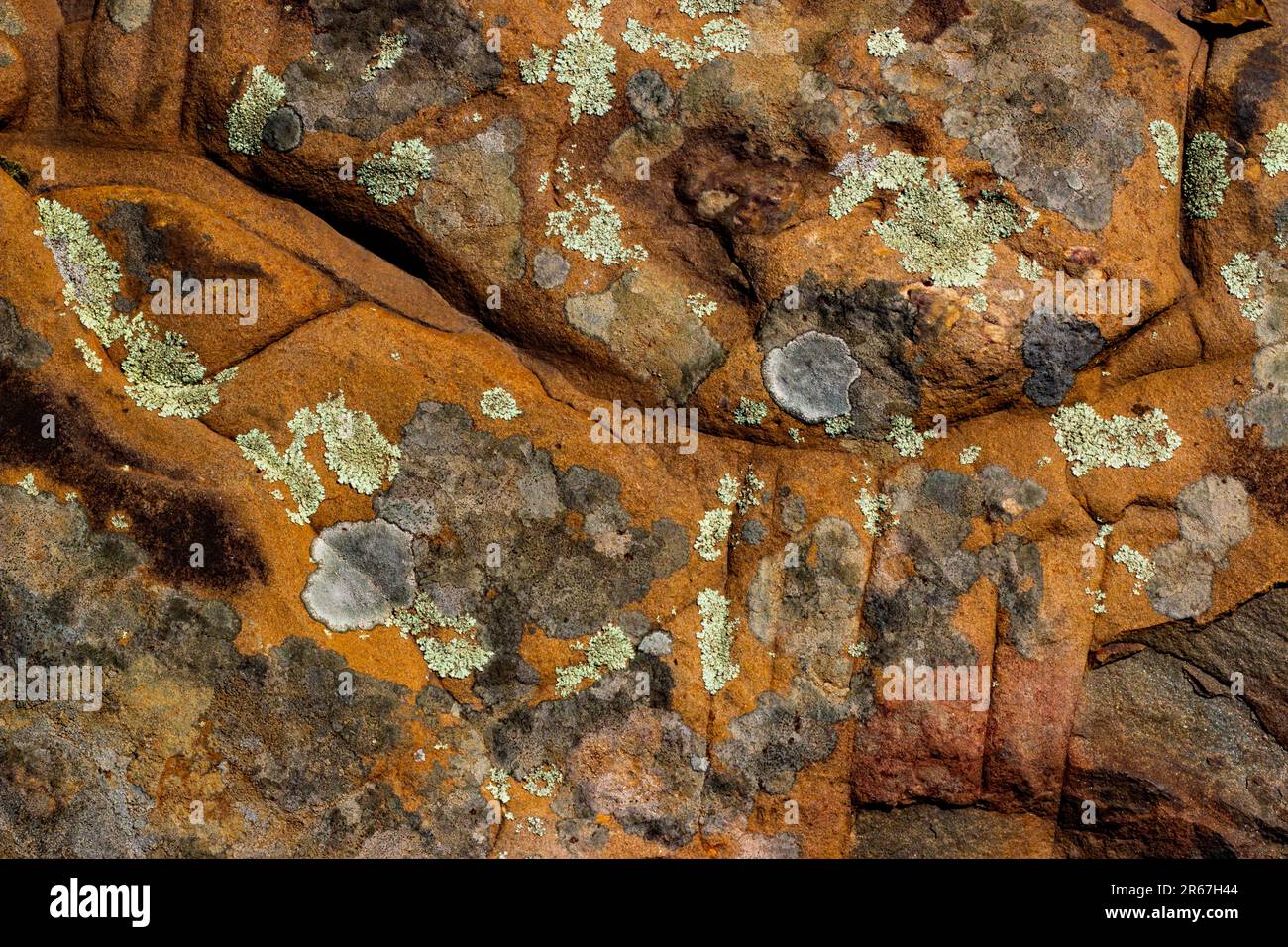 Licheni su arenaria rossa nelle Pocono Mountains della Pennsylvania Foto Stock