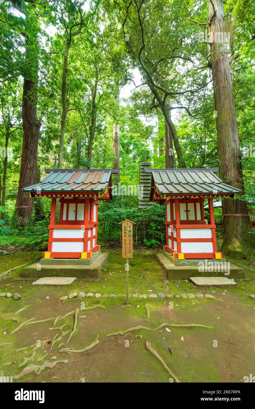 Santuario Katori Jingu in verde fresco Foto Stock