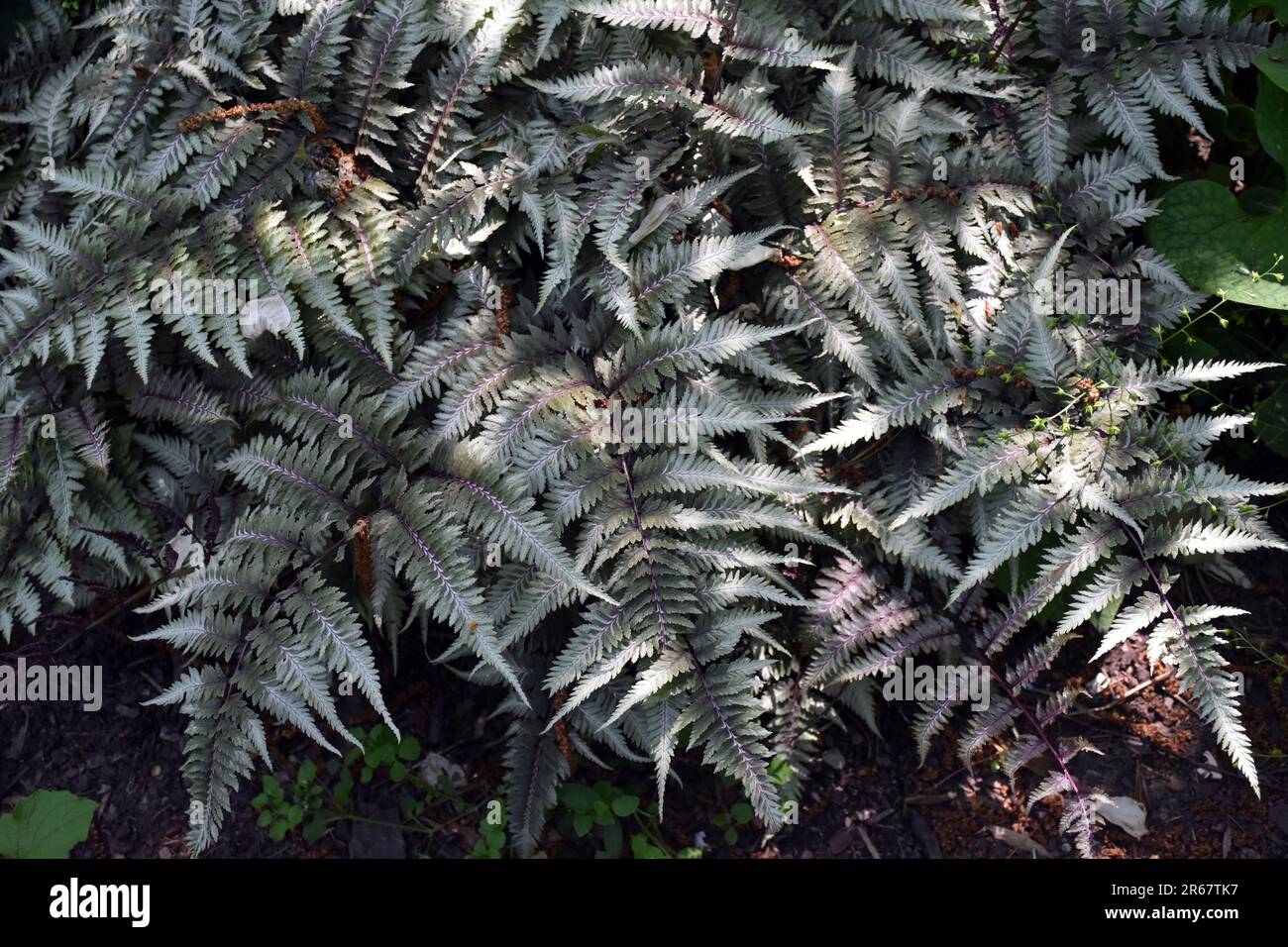 Il fogliame di una felce dipinta giapponese o Athyrium niponicum pictum, una buona scelta nel giardino ombreggiato. Foto Stock