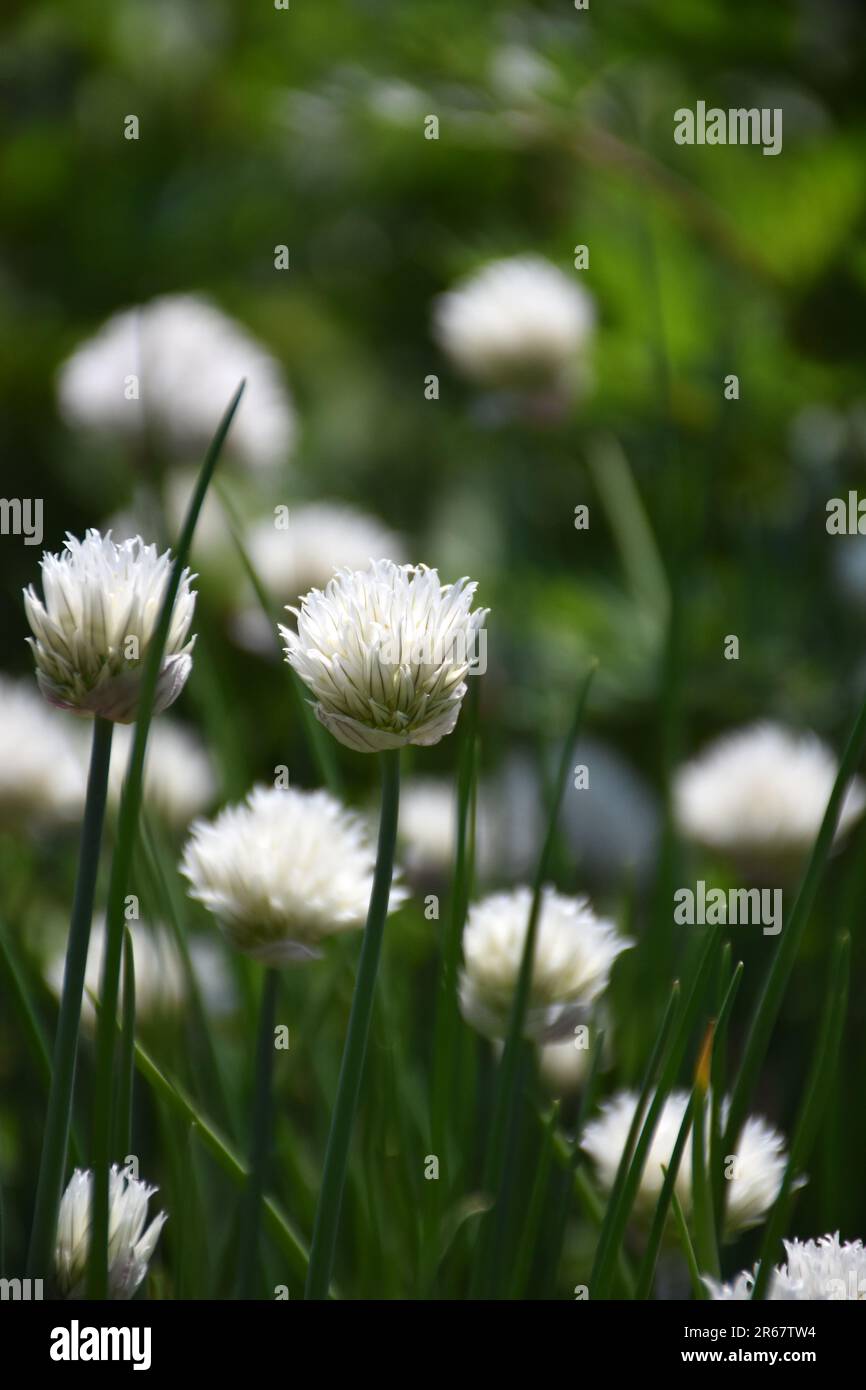 Erba cipollina bianca aka Allium schoenoprasum Album sono un'erba popolare per crescere nel giardino. Foto Stock