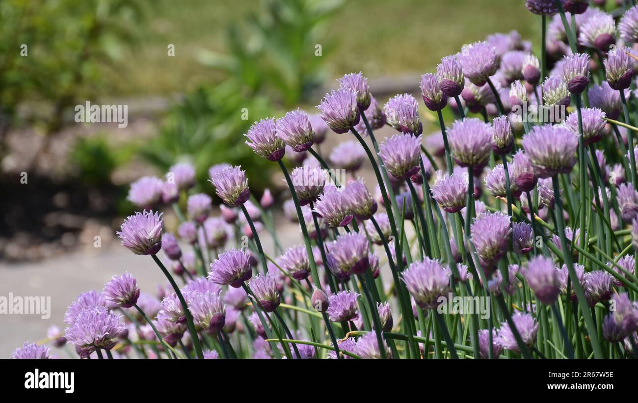 Erba viola aka Allium schoenoprasum sono un'erba popolare per crescere nel giardino. Foto Stock