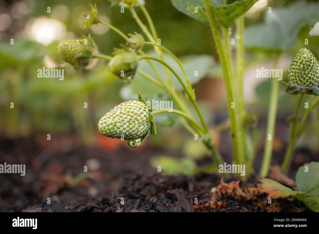 Unmature Strawberry pianta nel giardino. Frutta in crescita commestibile con goccia d'acqua durante la stagione primaverile. Foto Stock