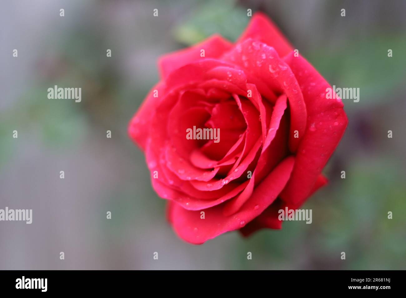 Pianta di fiore di rosa rossa Foto Stock