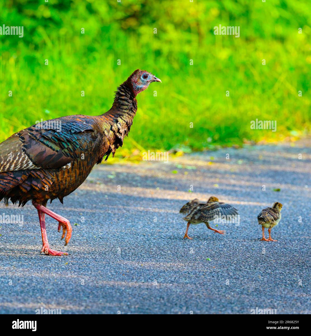 Famiglia Wild Turkey Foto Stock