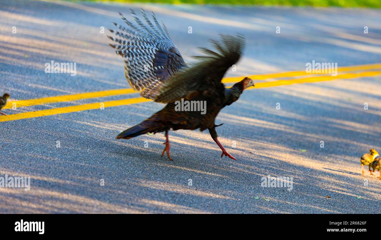 Famiglia Wild Turkey Foto Stock