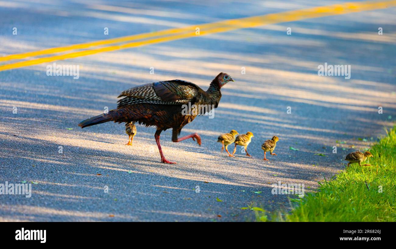 Famiglia Wild Turkey Foto Stock