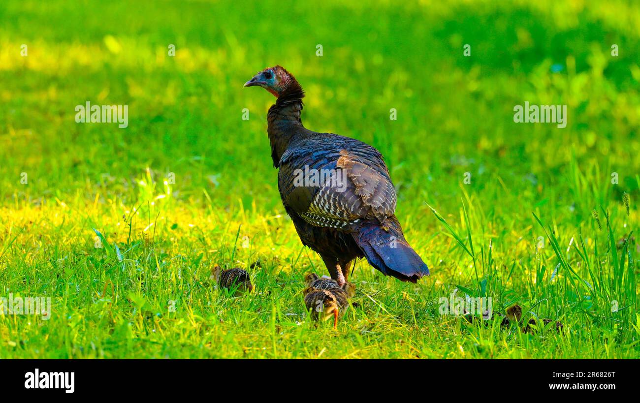 Famiglia Wild Turkey Foto Stock