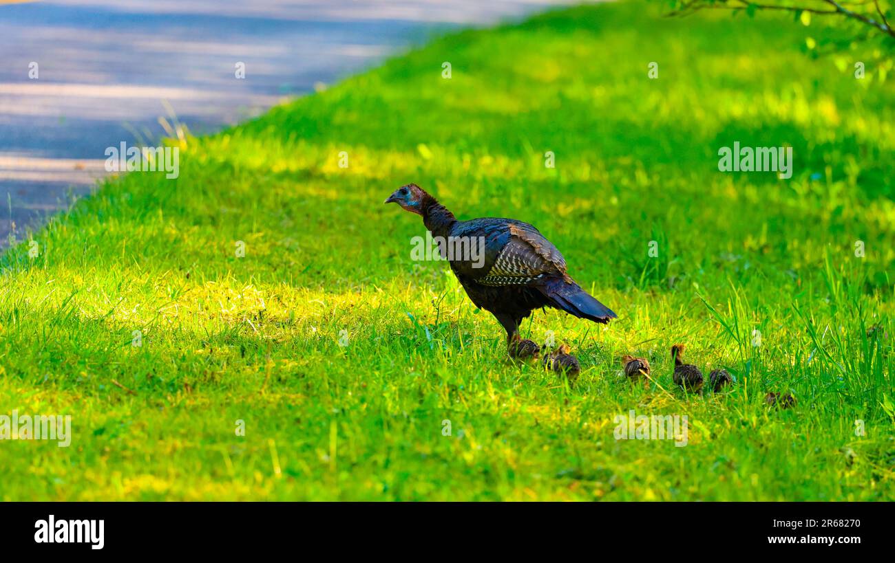 Famiglia Wild Turkey Foto Stock