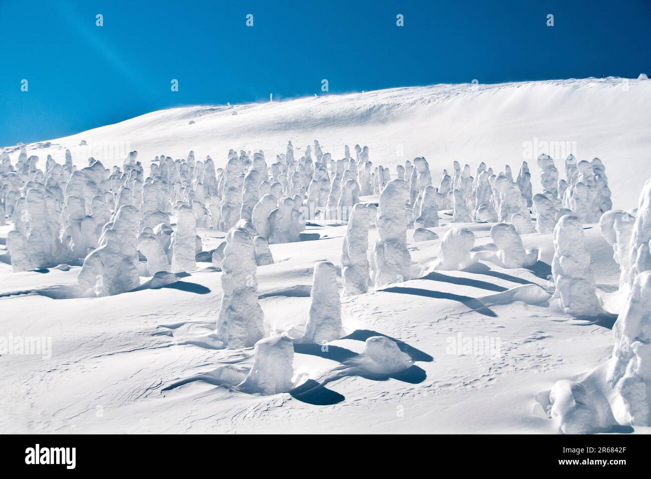 Gelo alberi coperti in Zao Foto Stock