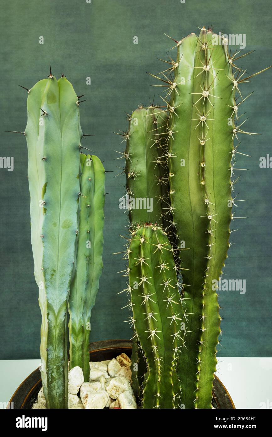 Cereus è un genere di cactus. La sua circoscrizione elettorale ha sempre oscillato e dipende dall'autorità Foto Stock
