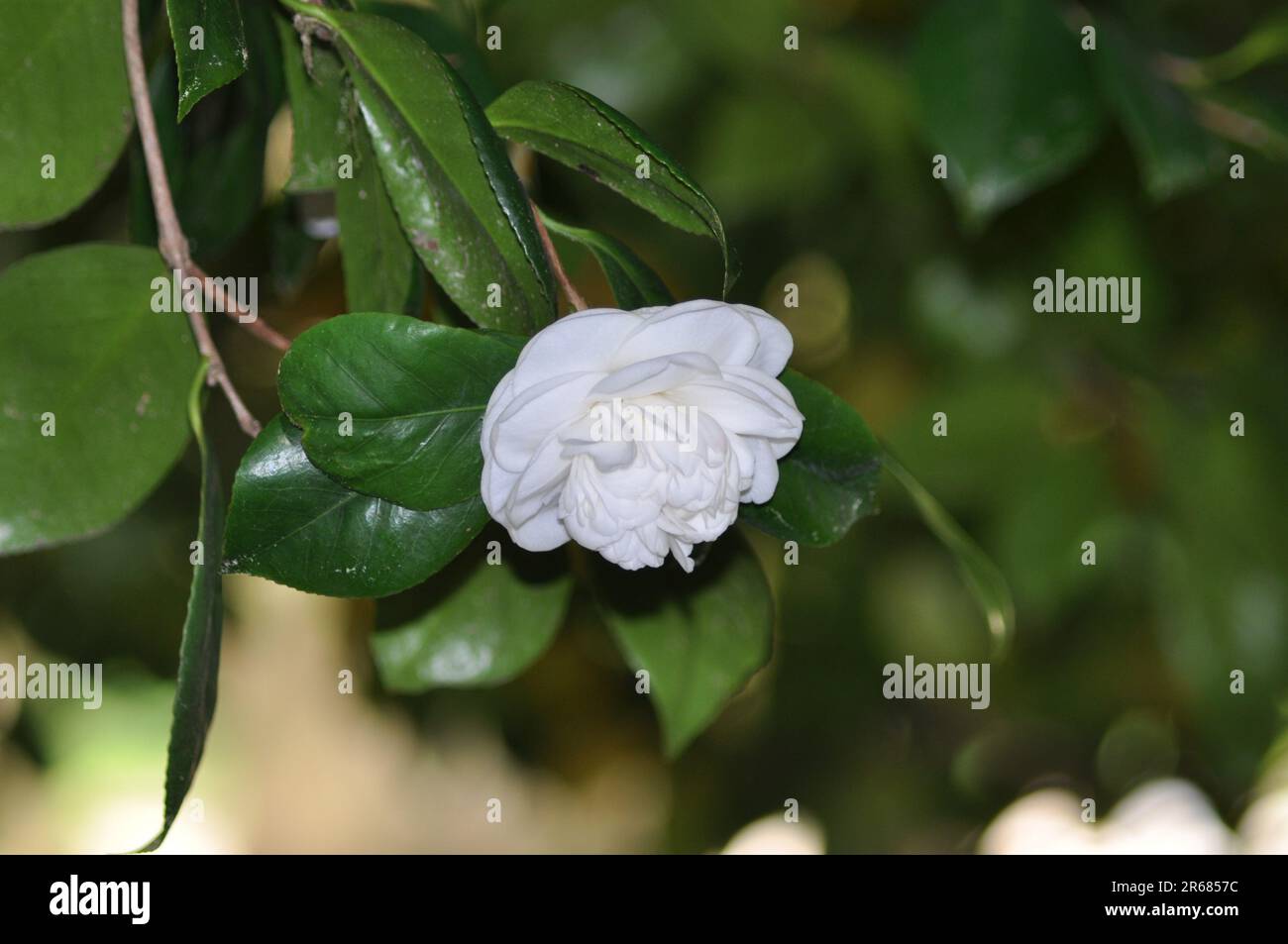 bianco bellissimo fiore nel parco Foto Stock