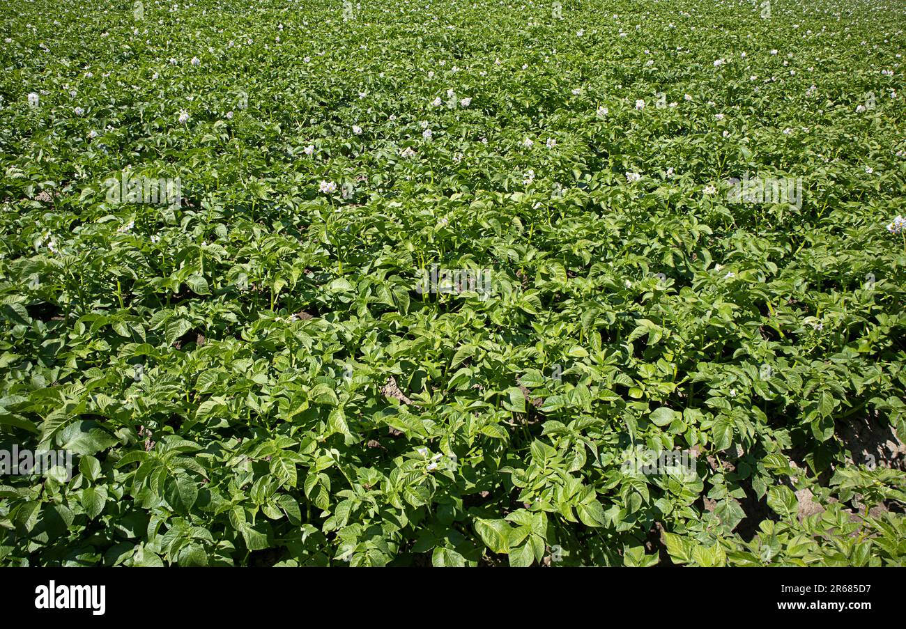 Patata cresce nel campo, fiorisce primo piano. Foto Stock