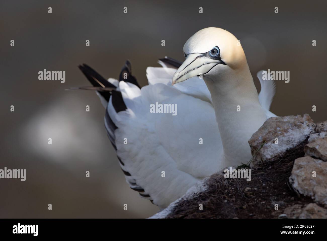 Northern Gannet al RSPB Bempton Cliffs Foto Stock