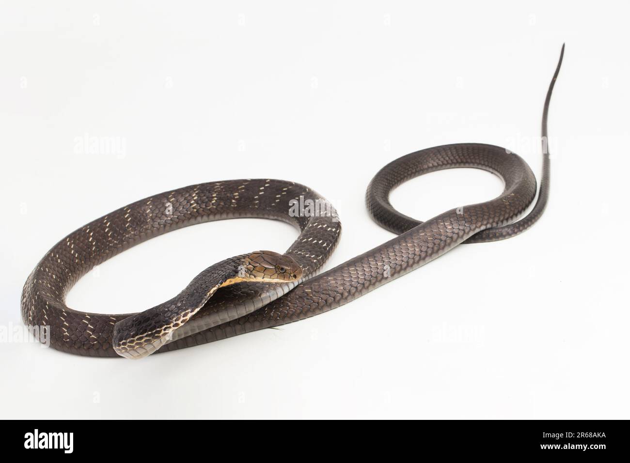 Il serpente di Re Cobra (Ofiophagus hannah), un serpente velenoso originario dell'Asia meridionale isolato su sfondo bianco Foto Stock