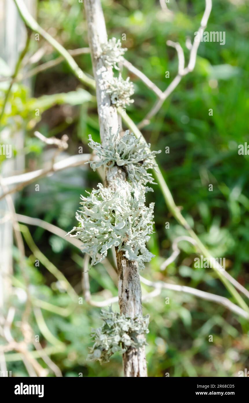 Lichen su Stick in the Woods Foto Stock
