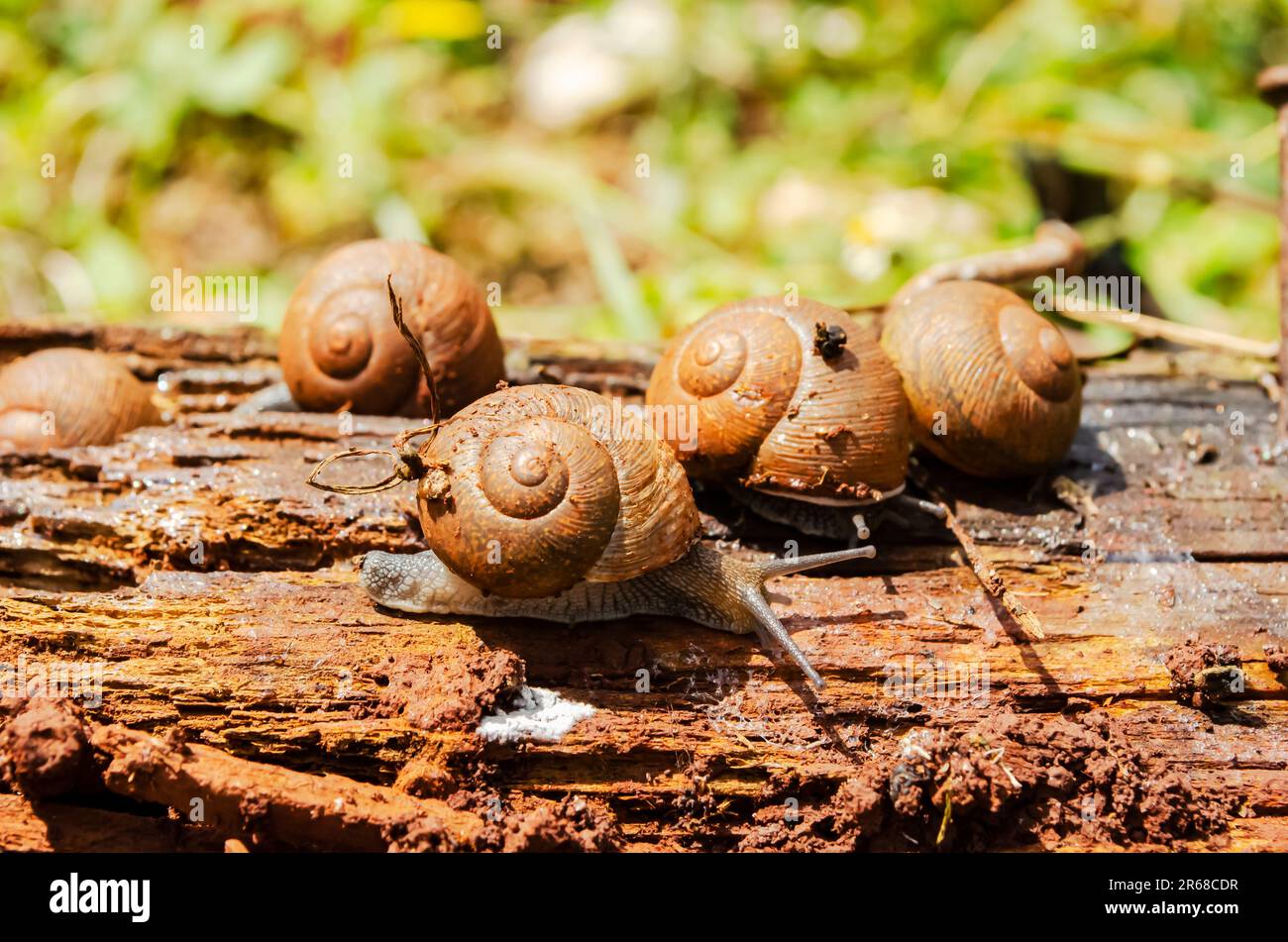 Più lumaca sono su un vecchio logs decomporsi all'aperto. Foto Stock