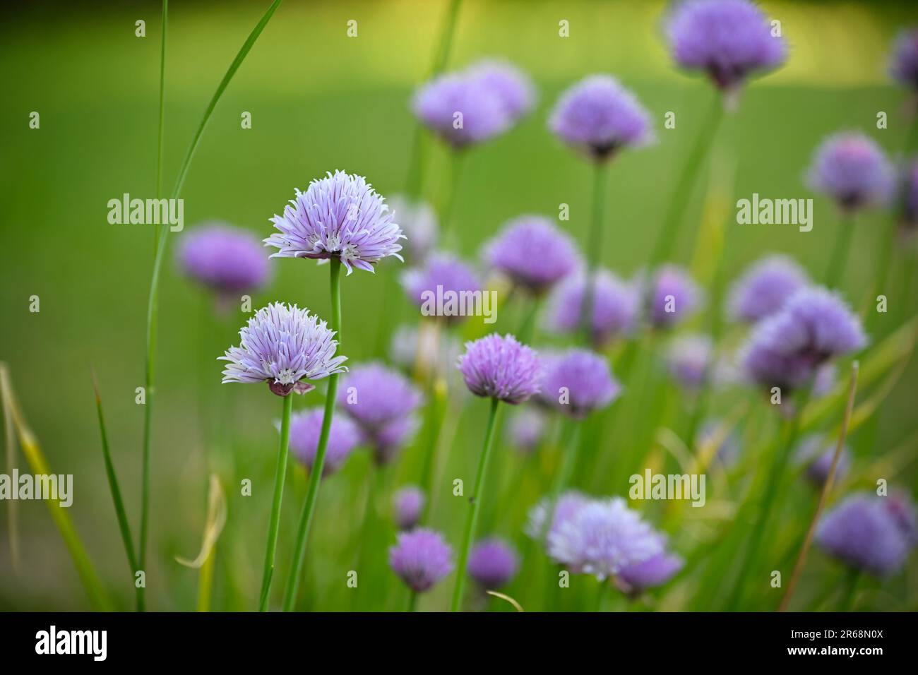 Erba cipollina in fiore con palle di fiori viola (Allium schoenoprasum) ripiena nel giardino delle erbe, fondo verde, spazio copia, fuoco selezionato, profondità stretta Foto Stock