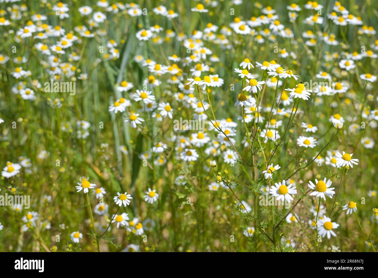 Piante di camomilla fiorite (Matricaria chamomilla) che crescono ai margini di un campo, erbe medicinali e popolare per molti insetti, natura sfondo, poliziotto Foto Stock
