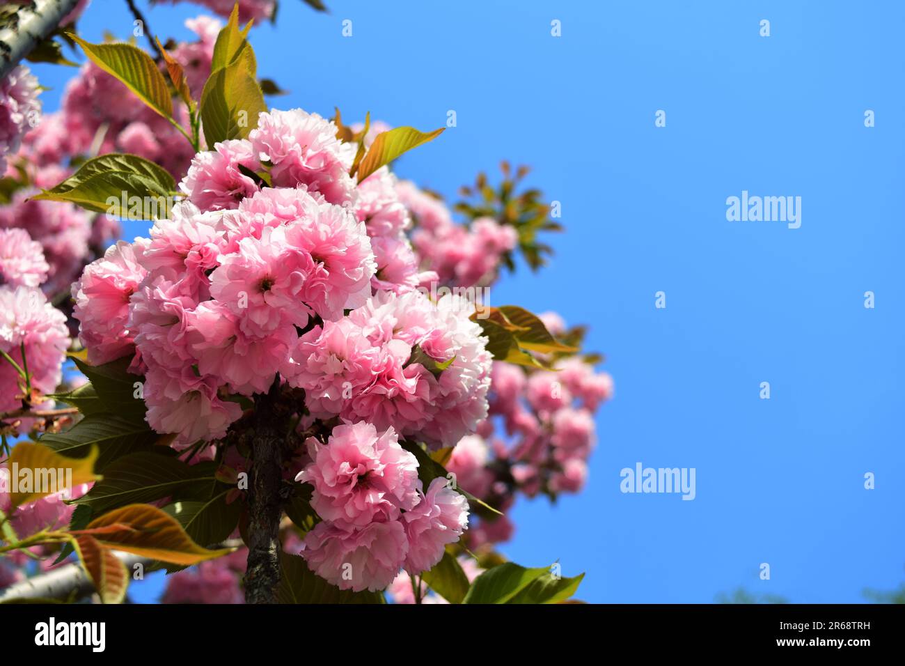 Abbracciate la serenità della natura con questa incantevole foto di fiori rosa. La luce solare soffusa bagna delicati fiori, evocando tranquillità e colori vivaci. Foto Stock