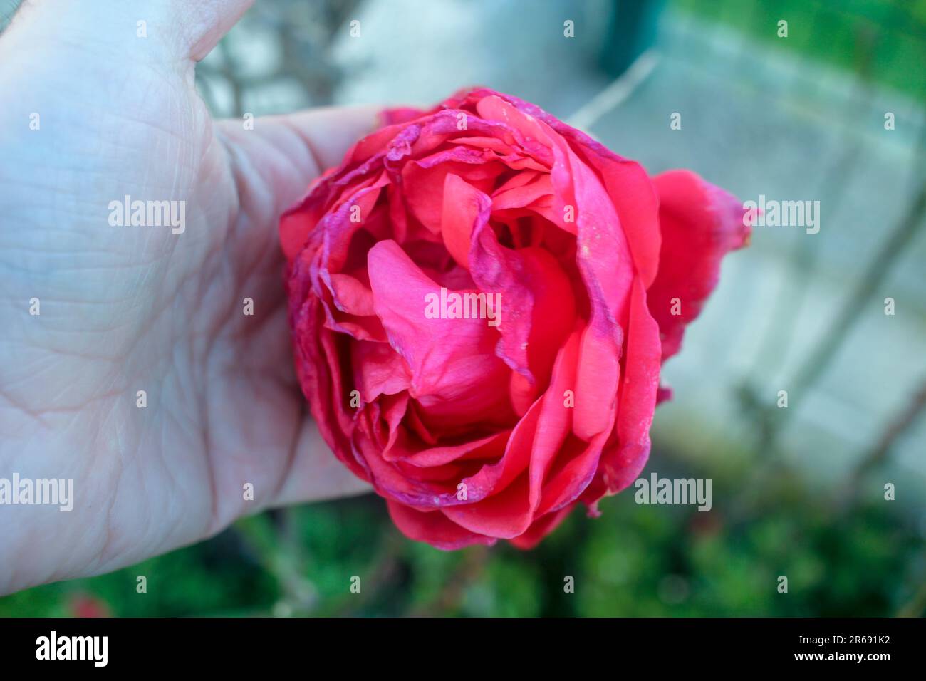 una rosa dal mio giardino nella mia mano sinistra Foto Stock