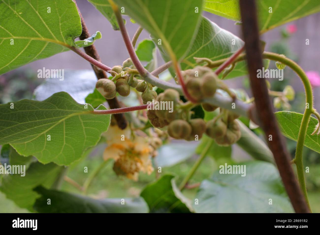 i kiwi iniziano a crescere negli alberi kiwi del mio frutteto Foto Stock