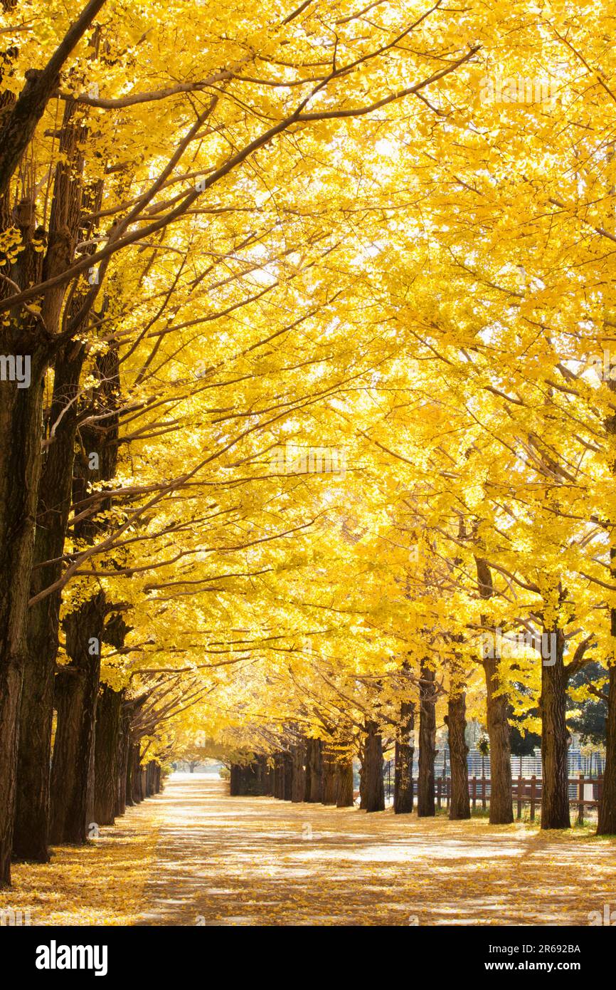 Fila di alberi di Gingko con foglie autunnali Foto Stock