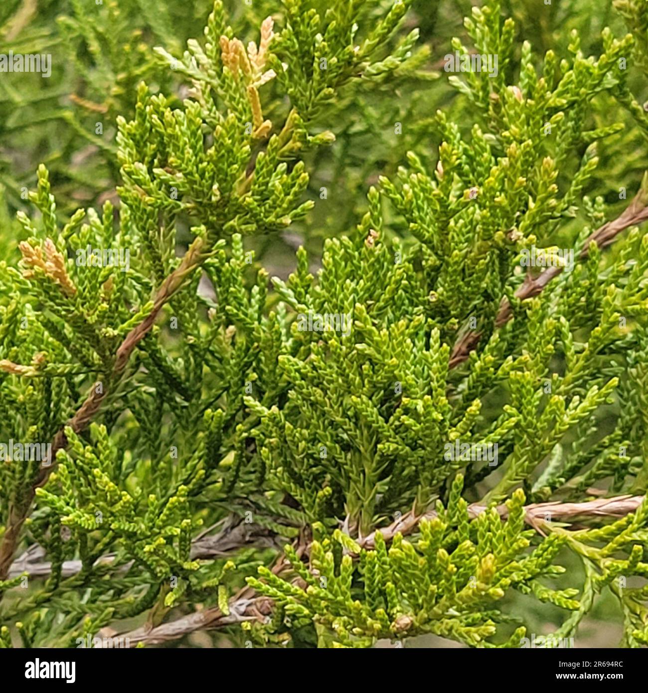 Primo piano degli aghi su un cedro rosso orientale, Juniperus Virginiana. Foto Stock