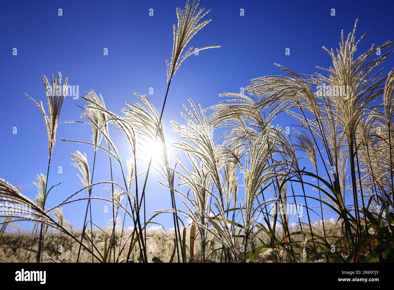 Spighe di erba d'argento Foto Stock