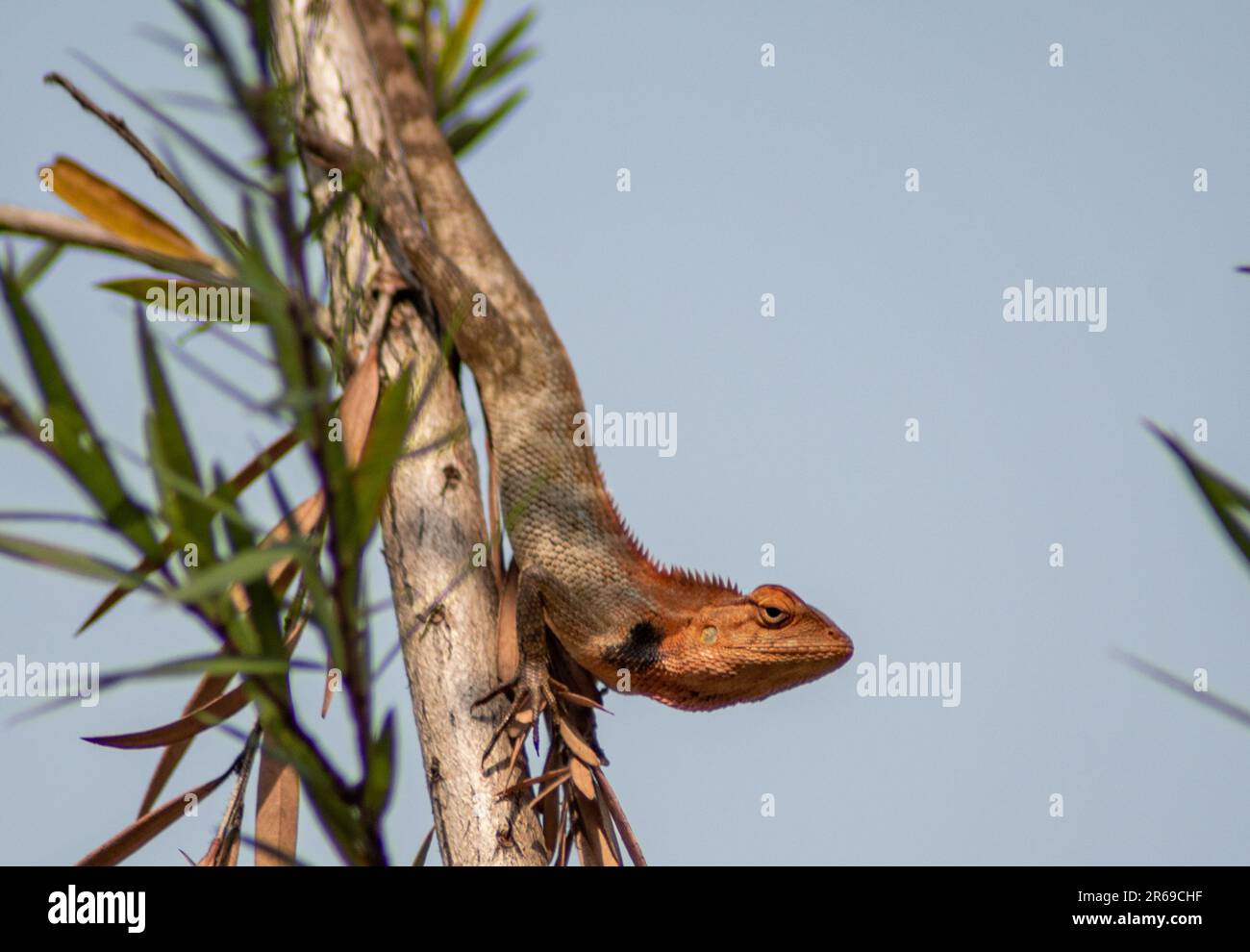 Il camaleonte indiano è un rettile altamente adattabile noto per la sua capacità di cambiare i colori e la sua caratteristica coda arricciata. Foto Stock