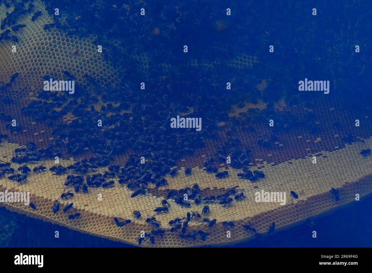 5 giugno 2023, Sindhupalchowk, Nepal: Uno sciame di api selvatiche si riunisce su un nido d'ape. Nelle incantevoli colline del Nepal, si sviluppa una tradizione secolare chiamata caccia al miele, mentre i coraggiosi individui si avventurano nelle insidiose scogliere in cerca del nettare dorato della natura. Con una sola corda come loro linea di vita, questi cacciatori di miele scalano grandi altezze, rischiando la loro vita per la possibilità di raccogliere nido d'ape nascosti nelle altezze. Il comune rurale di Bhotekhosi nel distretto di Sindhupalchowk serve come il loro audace parco giochi. (Credit Image: © Skanda Gautam/SOPA Images via ZUMA Press Wire) USO EDITORIALE Foto Stock