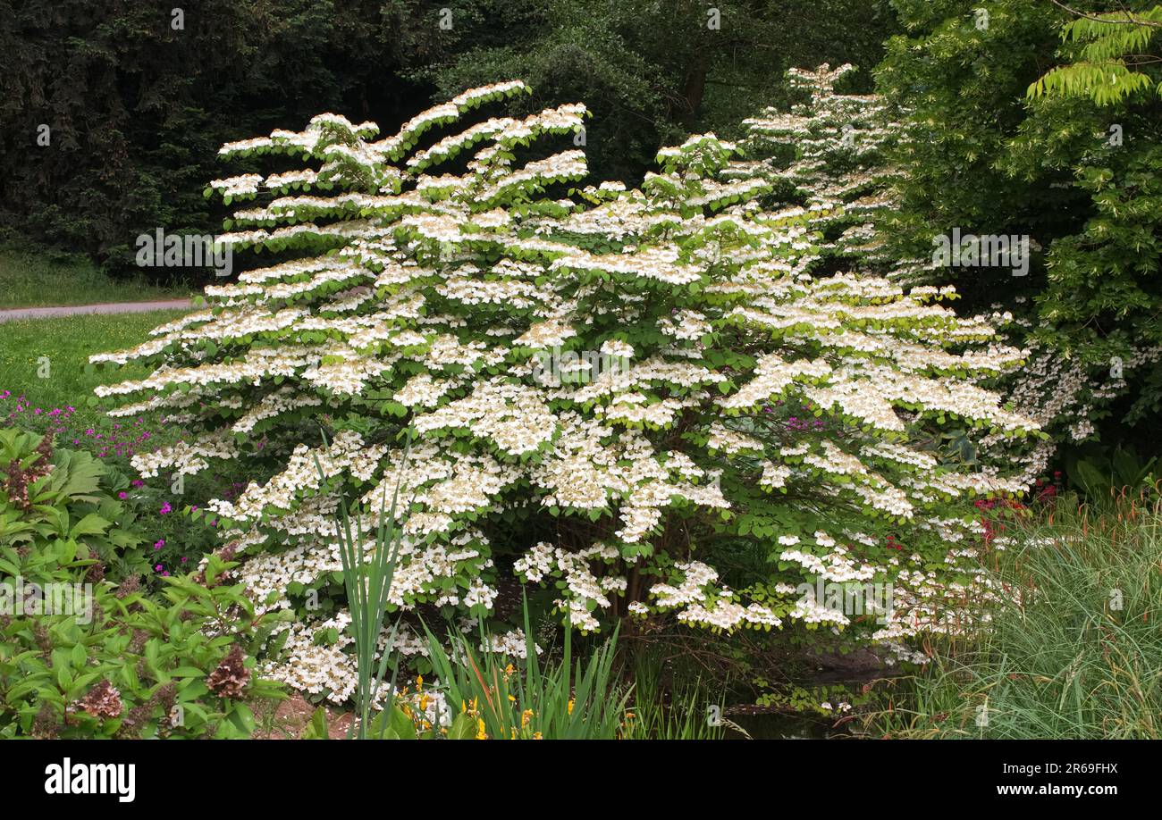 Fioritura arbusto ornamentale Viburnum plicatum nel parco Stromovka a Praga Foto Stock