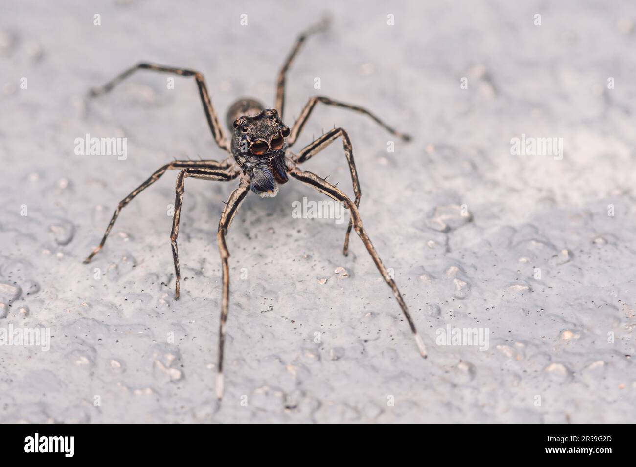 Primo piano di un ragno che salta sul pavimento di cemento, fuoco selettivo, macrofone, Thailandia. Foto Stock