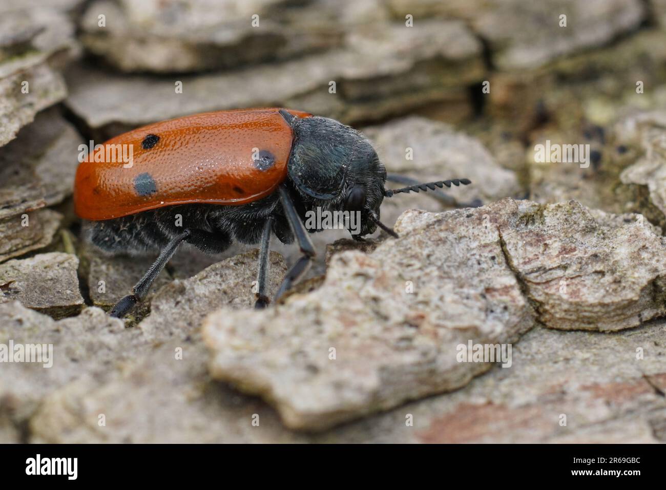 Particolare primo piano su un coloratissimo scarabeo rosso mediterraneo Chrysomelid, Lachnaia tristigma, seduto su legno Foto Stock