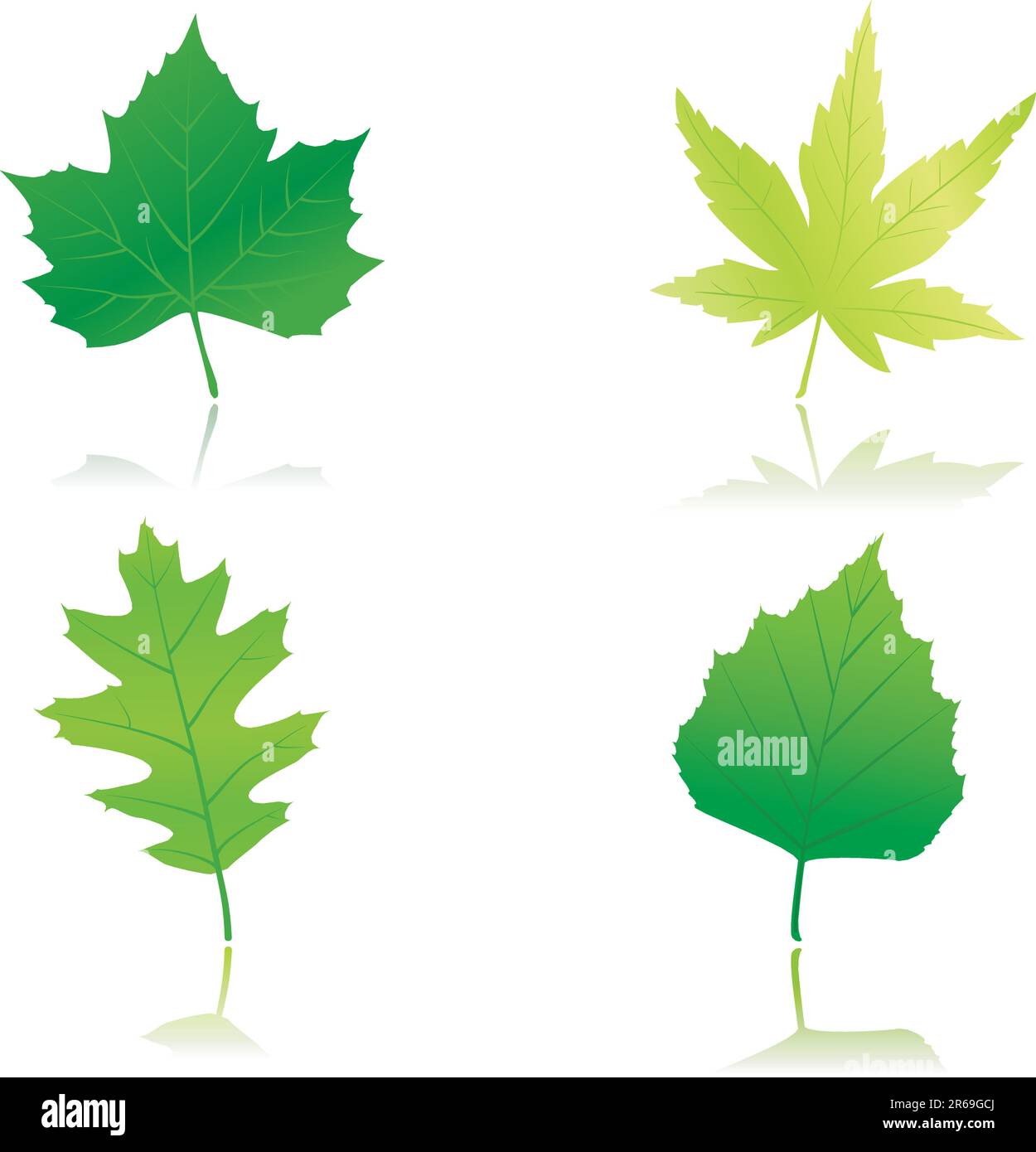 Foglie di acero, castagno, quercia e spiaggia in diverse sfumature di verde. Uso di 12 colori globali e gradienti lineari. Illustrazione Vettoriale