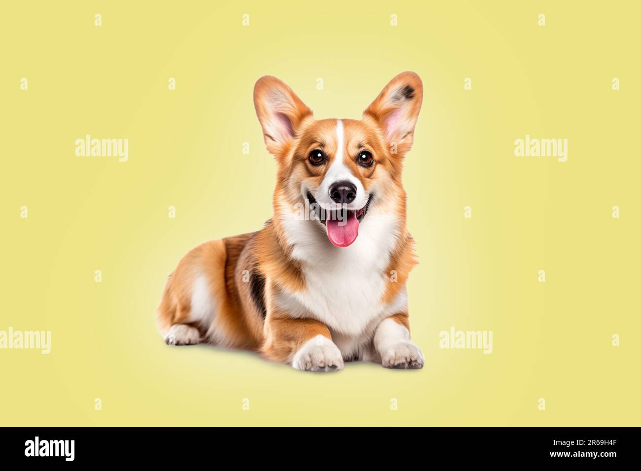 Pembroke Welsh Corgi sdraiato sul pavimento su sfondo giallo. Foto Stock