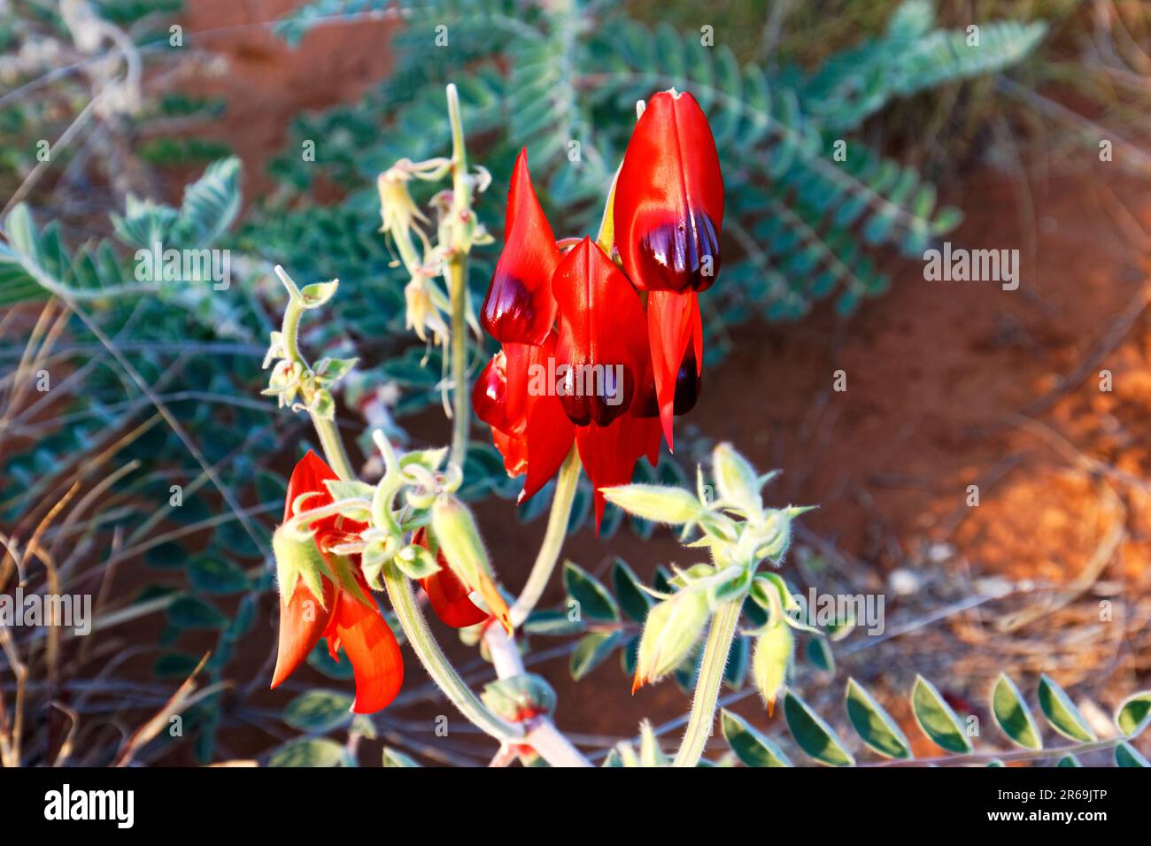 Wildflower, Sturt Desert Pea (Swainsoma formosa) Australia Occidentale Foto Stock