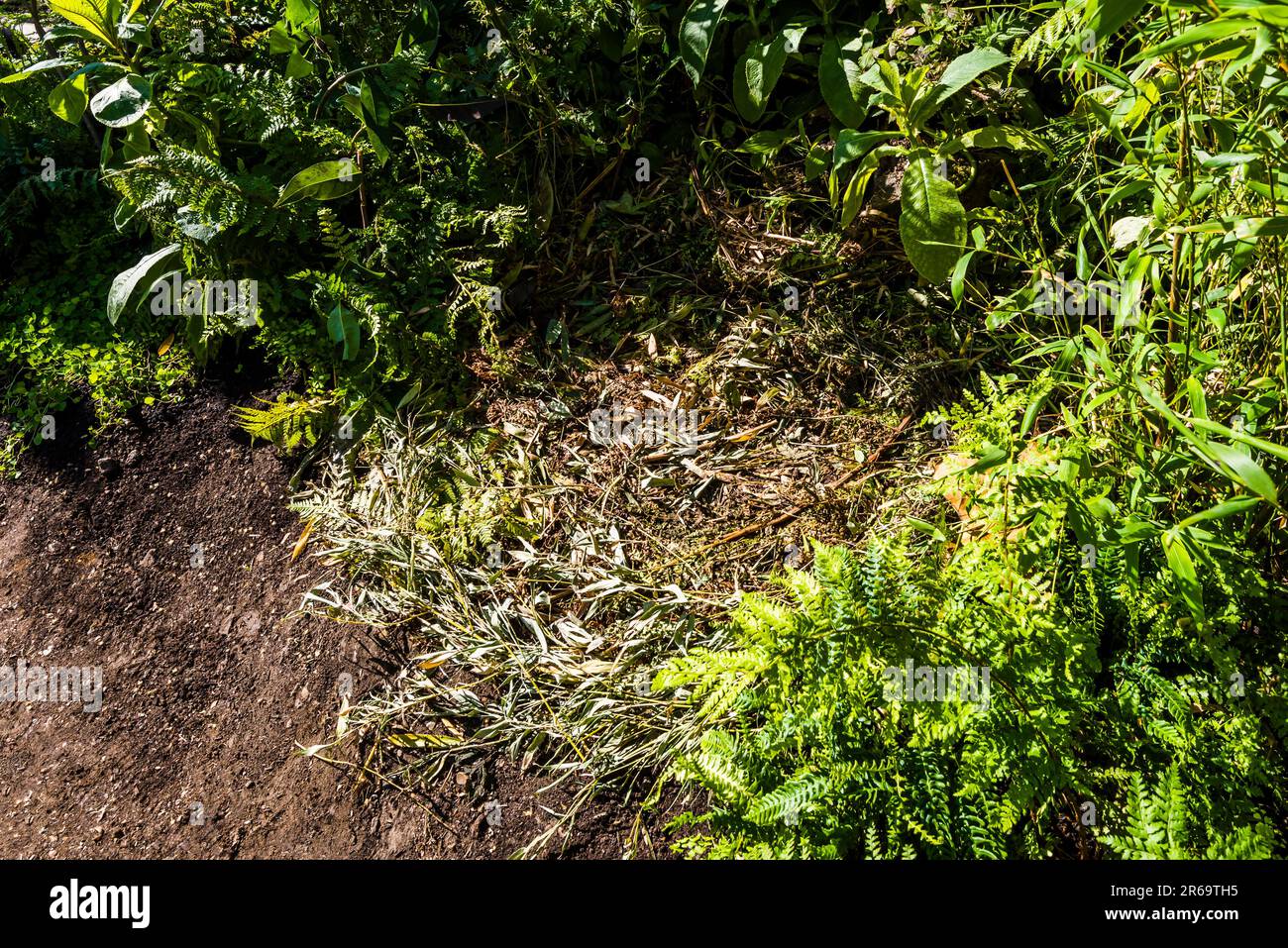 Il nido del gorilla al Fauna & Flora Garden progettato da Jilayne Rickards al RHS Chelsea Flower Show 2023, Londra, Regno Unito Foto Stock