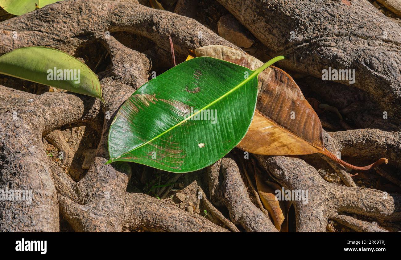 Ficus lascia sulle radici. Ficus affonda le radici sopra il terreno alla luce dell'ora d'oro. Sistema di radice di pianta abbondante, ecosistema di foresta e cura di ecologia, Foto Stock