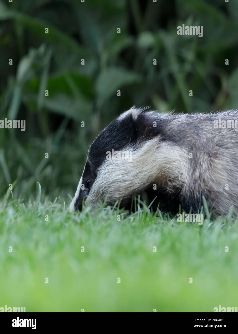 Primo piano di un adulto selvaggio Badger (Meles meles), Warwickshire Foto Stock