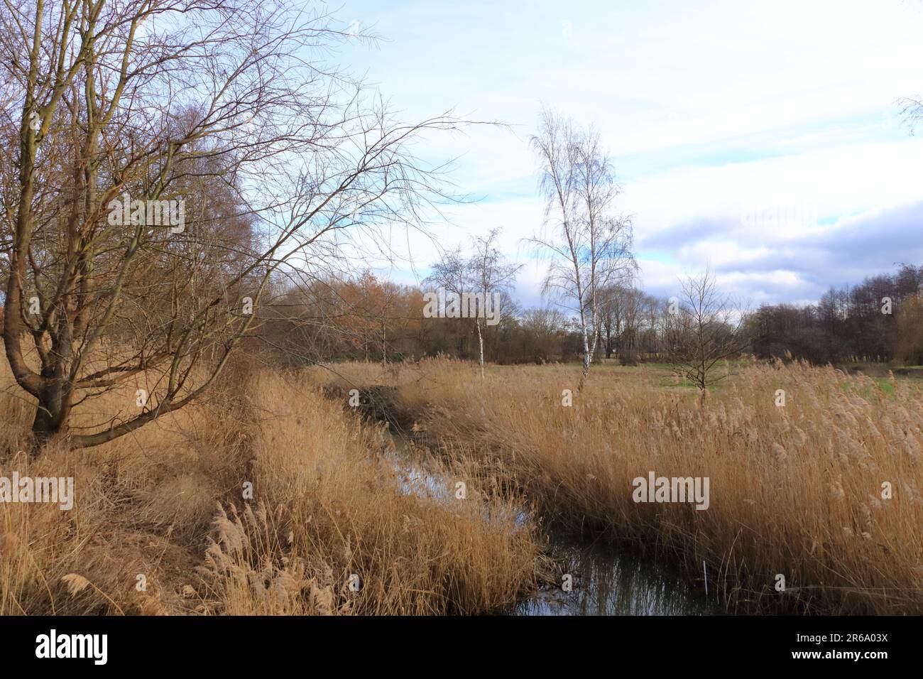 Un paesaggio di Reed sul Bodden vicino Greifswald nel Meclemburgo-Pomerania occidentale Foto Stock
