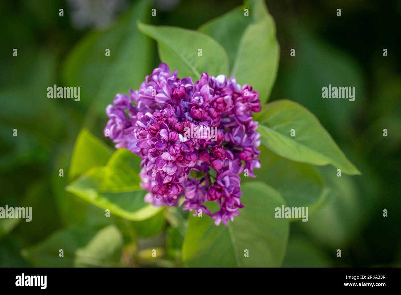 Lilla comune (Syringa vulgaris), fiori viola, Germania Foto Stock