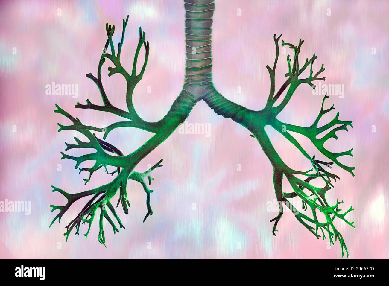 I bronchi si trovano nei polmoni e sono organi, illustrazione Foto Stock