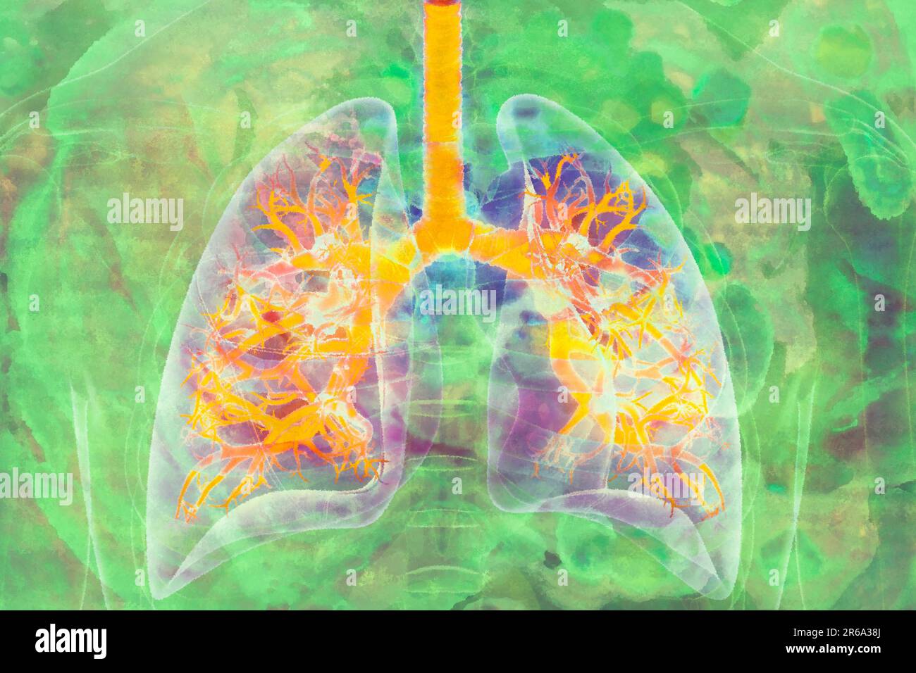 Polmoni l'aria viene respirata attraverso i polmoni negli esseri umani e ha bronchi Foto Stock